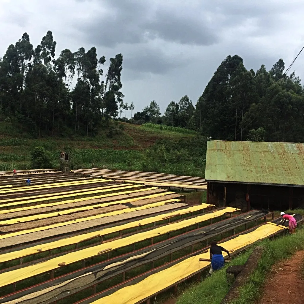 AA Gatomboya Lot #113 Competition, Nyeri