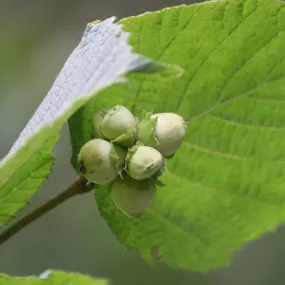 Cobnut - Corylus avellana Segorbe