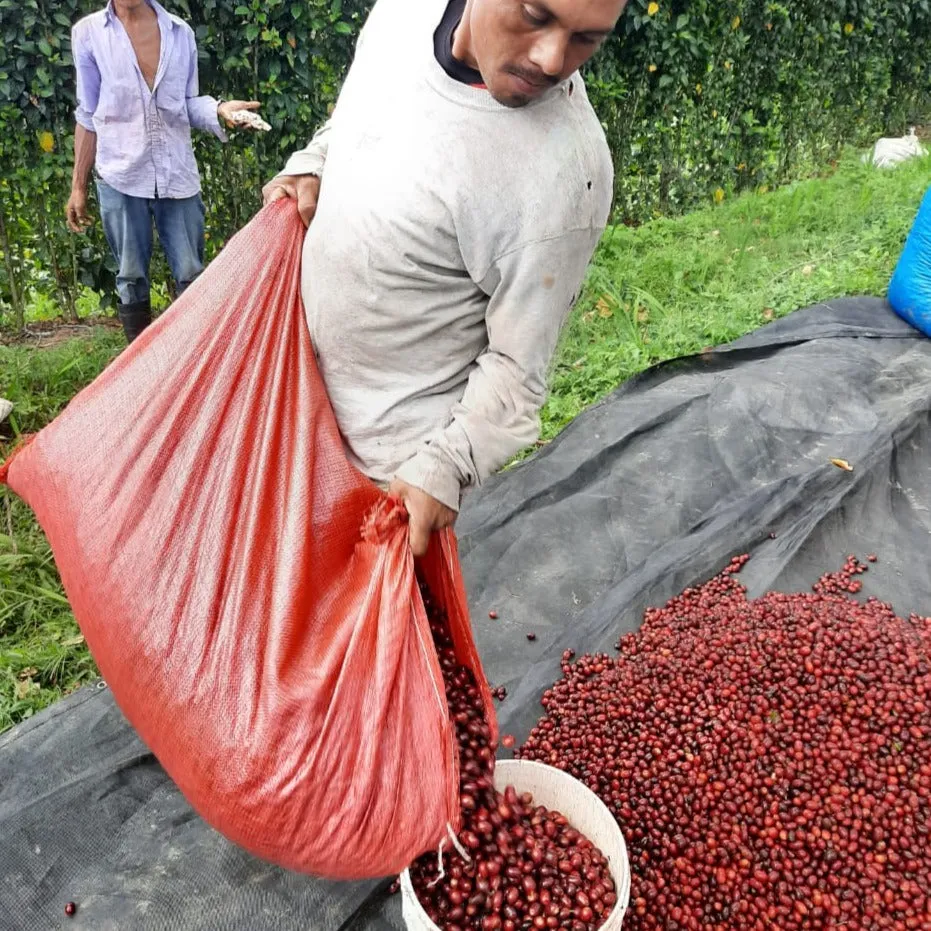 Finca Agua Sarca Maracaturra Natural Anaerobic - Festive Season's Coffee