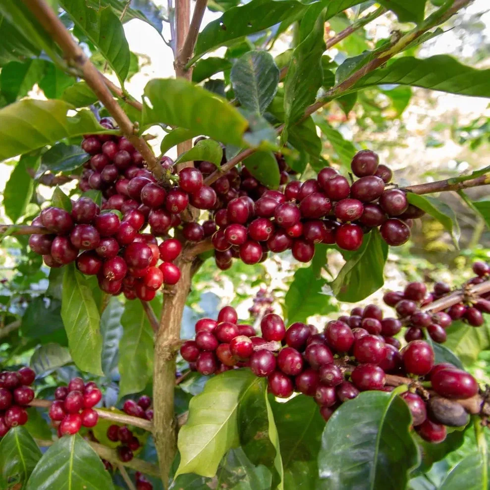 Finca Agua Sarca Maracaturra Natural Anaerobic - Festive Season's Coffee