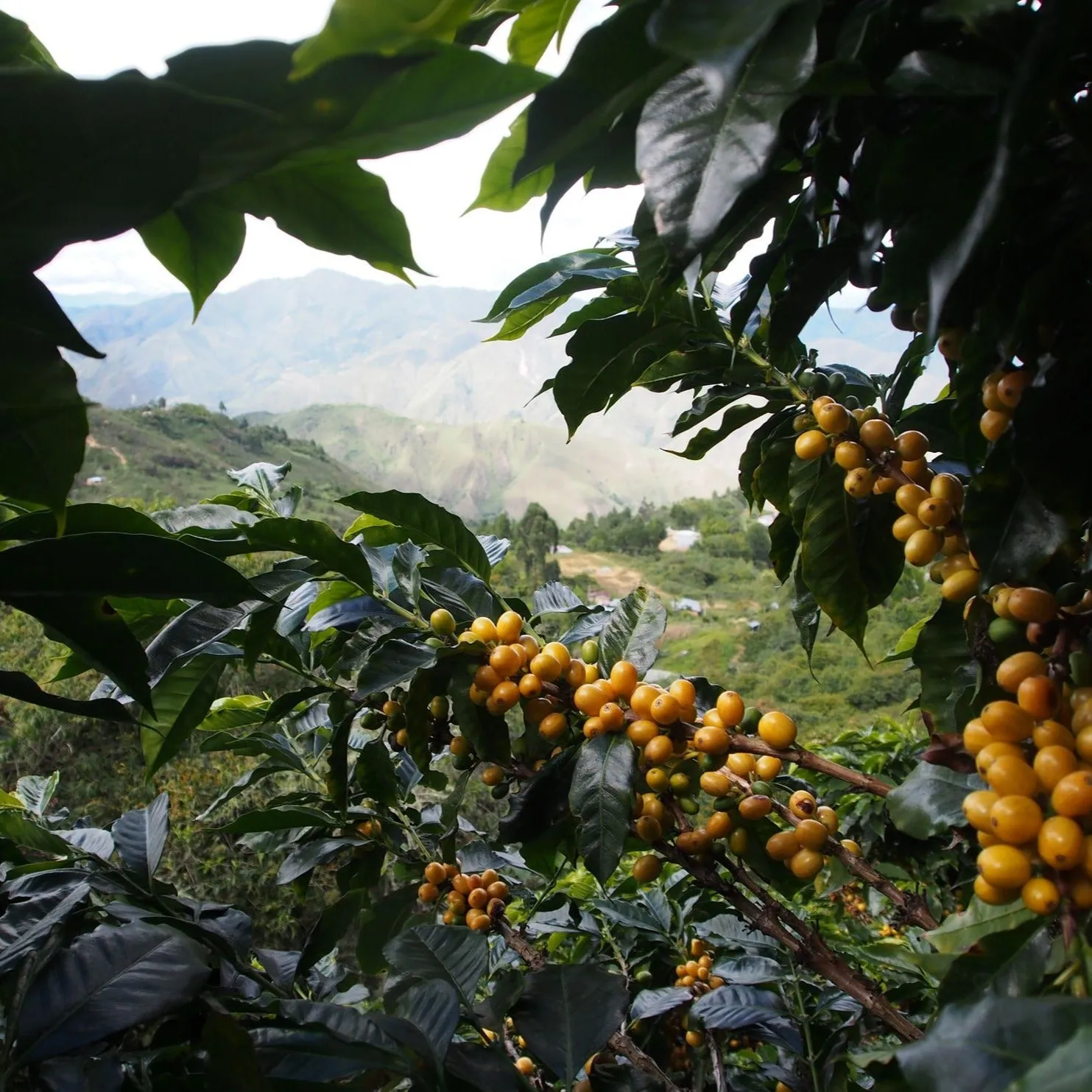 Inzà Calderas Lot - Cauca