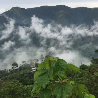 Inzà Calderas Lot - Cauca